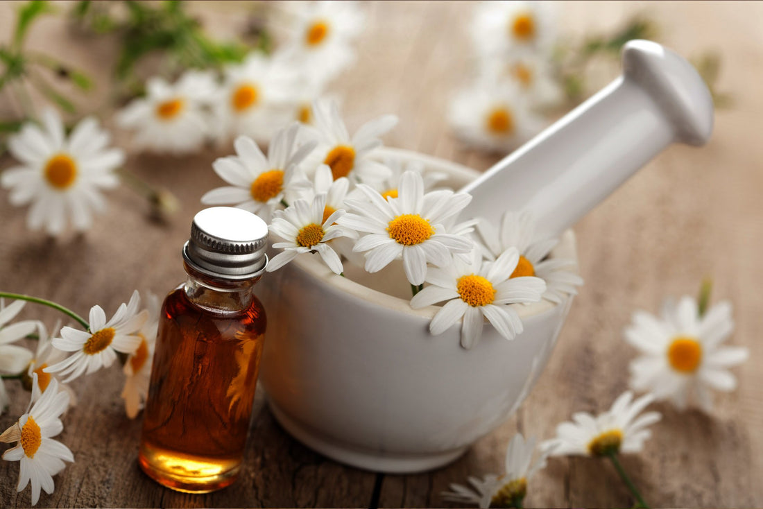 Benefits of Roman Chamomile Essential Oil