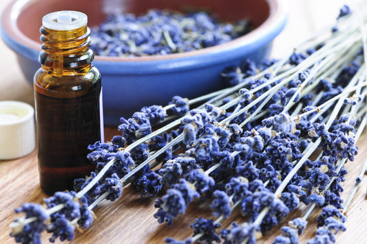 The Benefits of Lavender Essential Oil